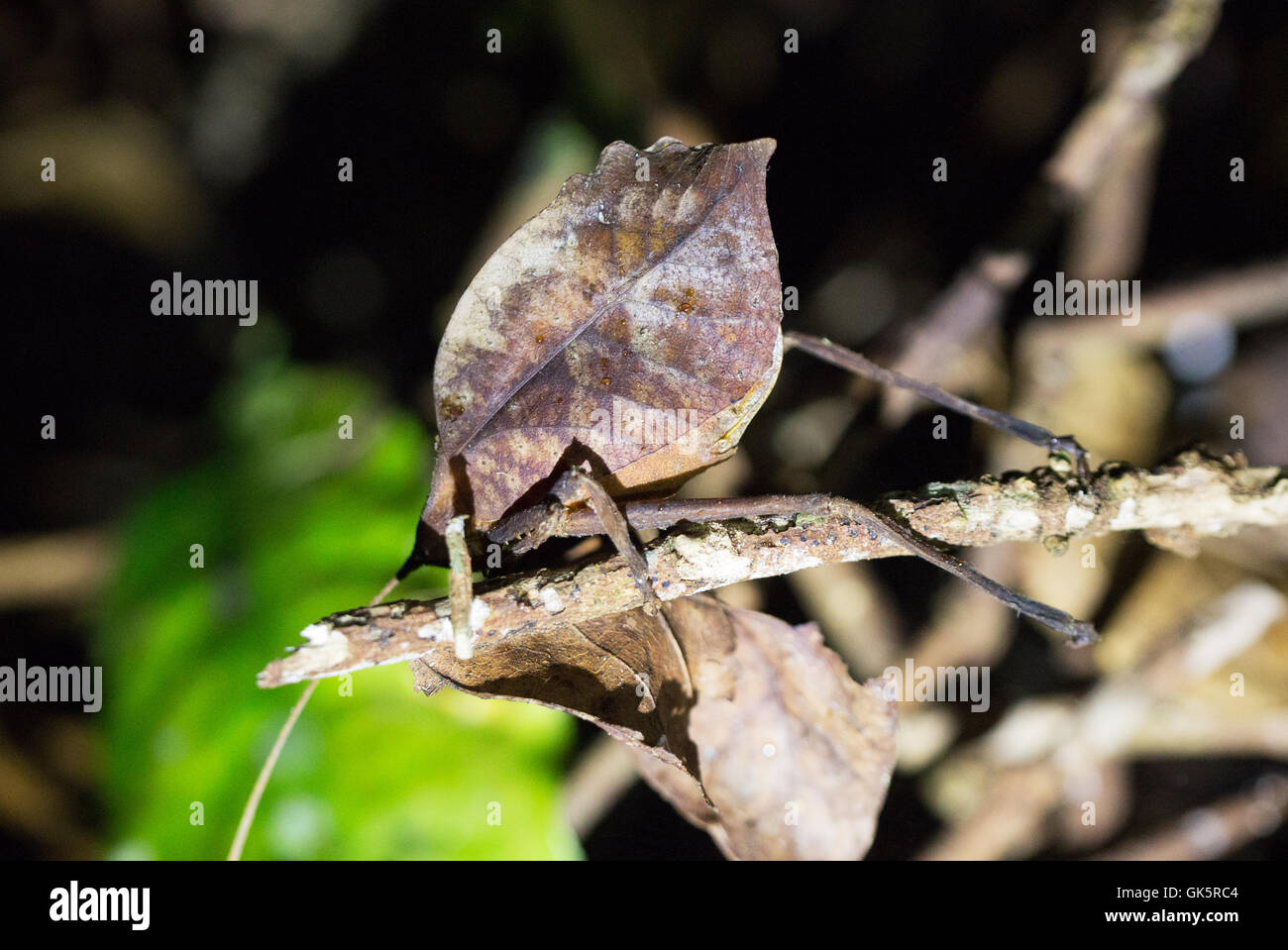 Una foglia di imitare gli insetti o foglia katydid mimic, Costa Rica, America Centrale Foto Stock