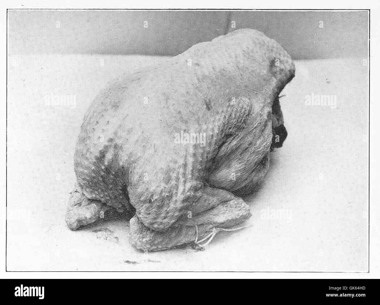 Il Capon, un tipo di gallo castrato, è preparato per l'ebollizione nelle pratiche culinarie. È apprezzato per la sua carne tenera e il sapore ricco, spesso utilizzato in piatti gourmet. Il cappone è conosciuto per le sue grandi dimensioni e la consistenza succulenta, che lo rende una prelibatezza in varie cucine. Foto Stock