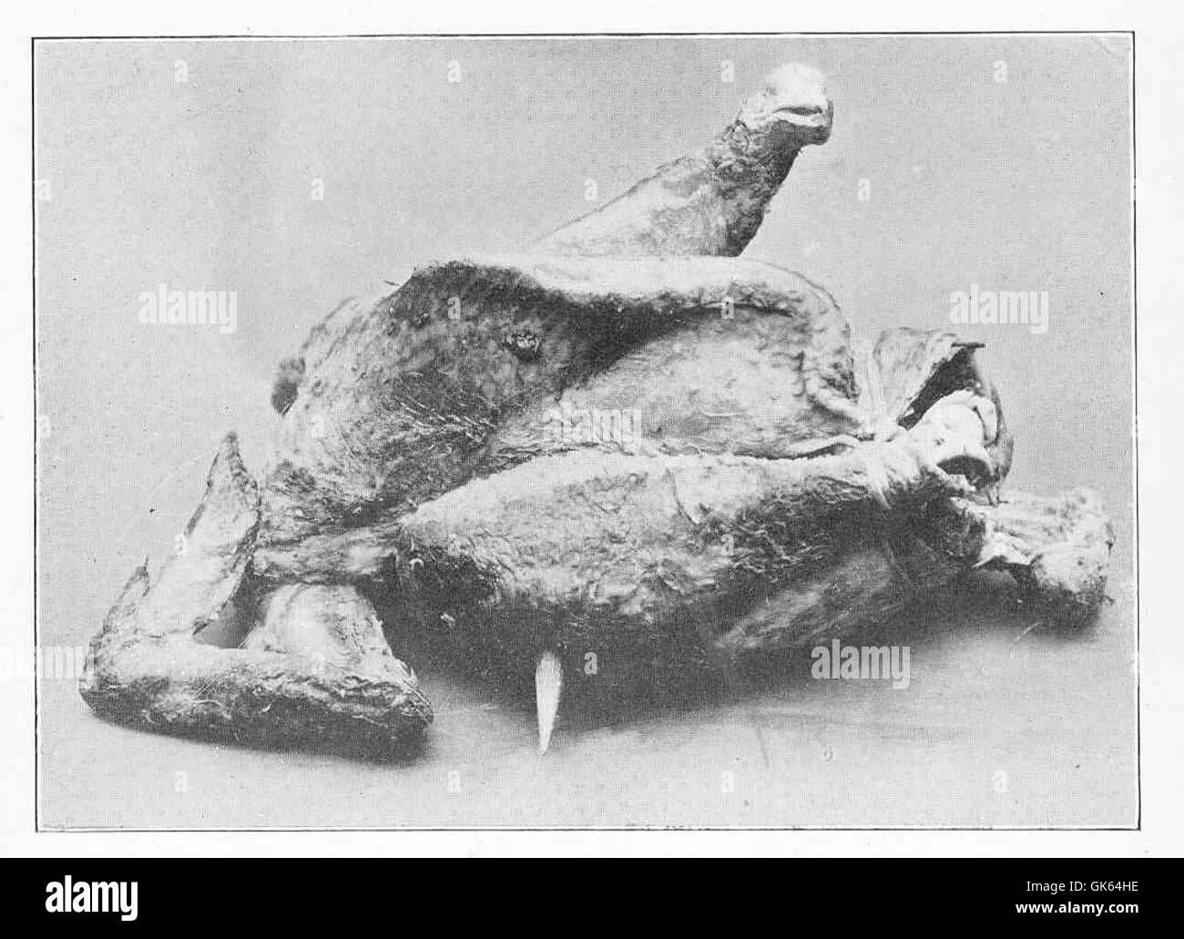 Questa immagine presenta un cappio, un gallo castrato, preparato per l'ebollizione ma rifinito male. I capponi sono noti per la loro carne tenera e sono tradizionalmente utilizzati nella cucina gourmet, spesso serviti come piatto speciale durante i pasti festivi. Foto Stock