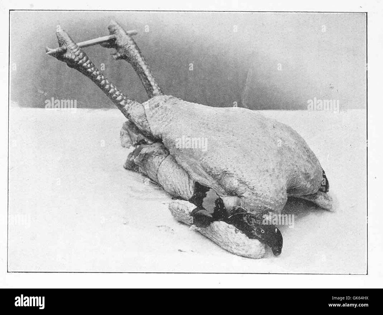 Una rappresentazione di un cappone preparato per la tostatura, evidenziando gli sforzi culinari di successo nella preparazione di questo piatto. I capponi, un tipo di gallo castrato, sono noti per la loro carne tenera e sono spesso arrostiti per le occasioni festive. Foto Stock