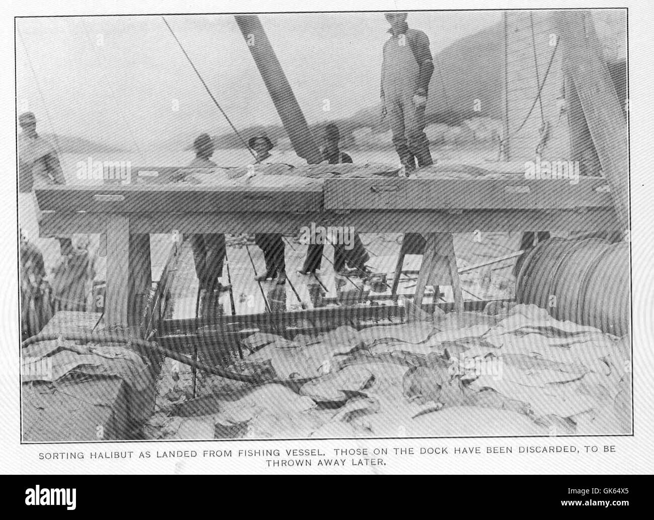 Questa immagine mostra l'ippoglosso in fase di ordinamento dopo essere stato sbarcato da un peschereccio. I pesci rigettati nel bacino sono generalmente inadatti al mercato, sottolineando la natura selettiva della pesca commerciale e dei processi di manipolazione del pesce. Foto Stock