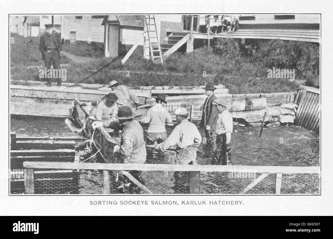 Al Karluk Hatchery, il salmone di calice (Oncorhynchus nerka) viene smistato durante la stagione riproduttiva. Il processo prevede la selezione di pesci maturi per la riproduzione e la garanzia di un brodo sano per le generazioni future di salmone. Foto Stock