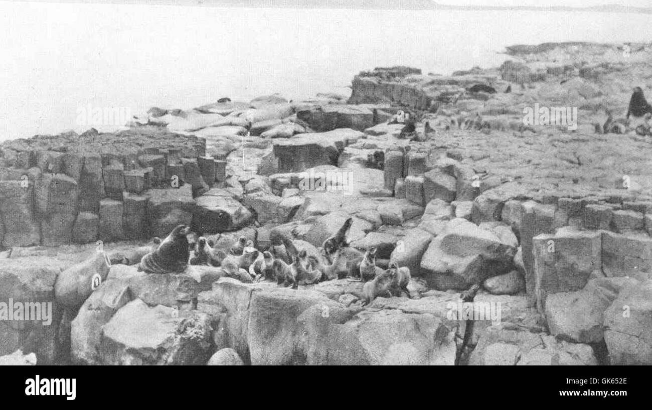 Un toro di foca è visto con il suo harem sulle isole Pribilof. Questo gruppo è una visione comune durante la stagione riproduttiva, dove i maschi difendono i loro territori e si accoppiano con diverse femmine. Foto Stock