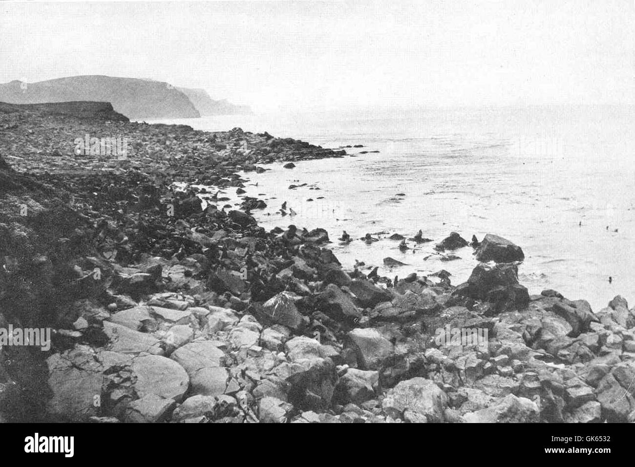 Le isole Pribilof ospitano una grande colonia di otarie orsine, dove questi mammiferi marini si riuniscono per la riproduzione e la muta. L'immagine evidenzia l'importanza di queste isole come terreno di coltura fondamentale per le otarie orsine del nord, una specie vitale per l'ecosistema locale e la pesca. Foto Stock