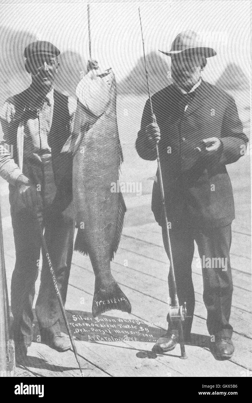 Una spigola bianca di 39 libbre catturata dal Dr. L. Putzel nel 1911 con una canna da pesca da 9 once nella baia di Avalon, California. La specie, spesso presa di mira dai pescatori, è apprezzata per le sue dimensioni e la sua forza. Foto Stock