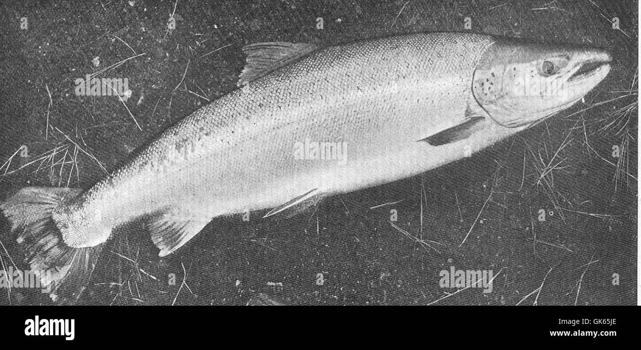 Un salmone maschio da 57 libbre e 12 once catturato nel fiume Tay il 24 maggio 1907. Il pesce misurava 4 piedi 5,5 pollici di lunghezza e aveva una circonferenza di 2 piedi 4,5 pollici. Questo pescato è un esempio significativo dell'abbondante pesca del fiume. Foto Stock