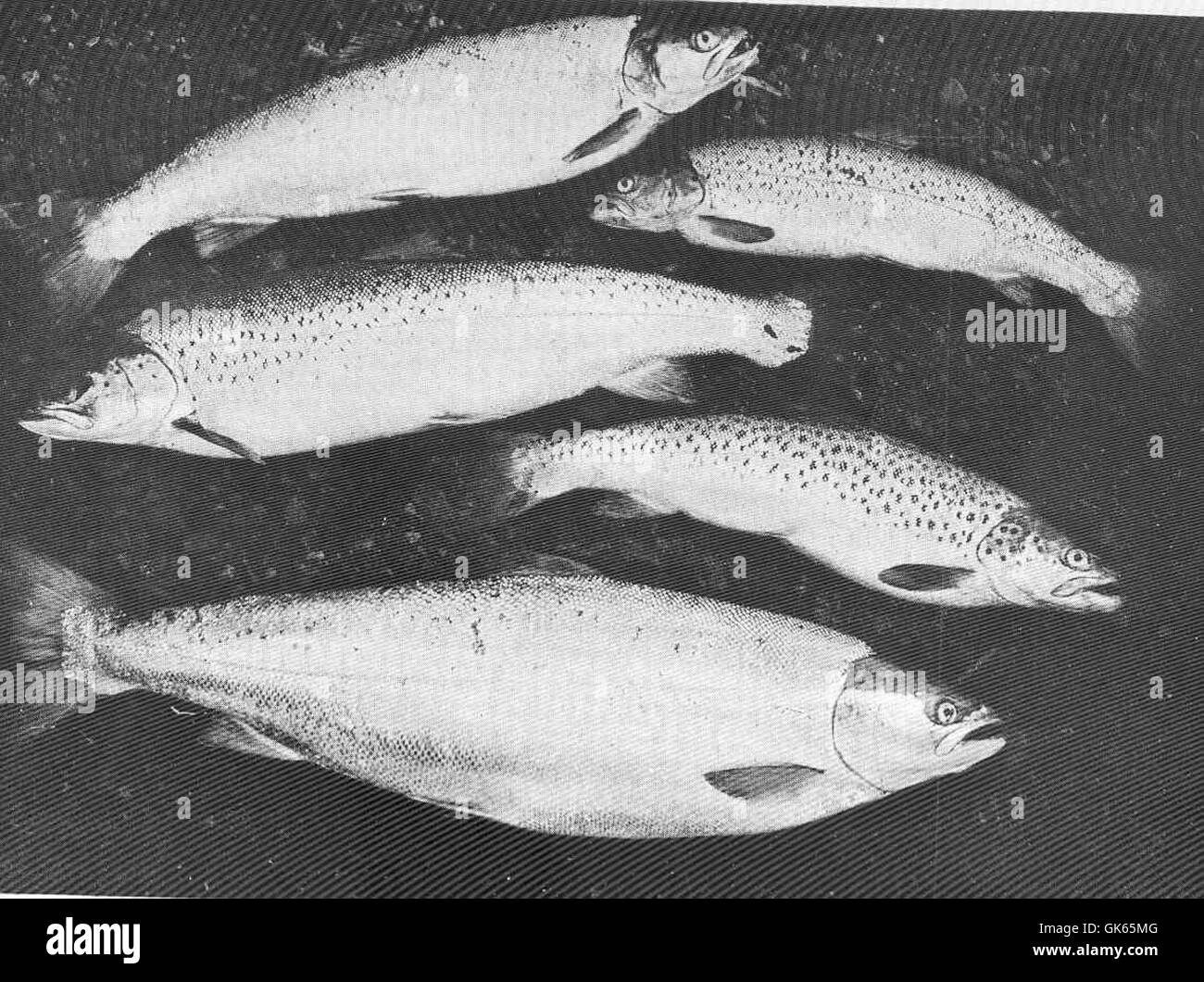 Questa fotografia raffigura diversi tipi di trote di mare catturate nel fiume Tay nell'agosto 1905, con un peso compreso tra 2 e 8 libbre. La trota di mare è una specie importante nell'ecosistema del fiume e una cattura popolare per i pescatori. Foto Stock