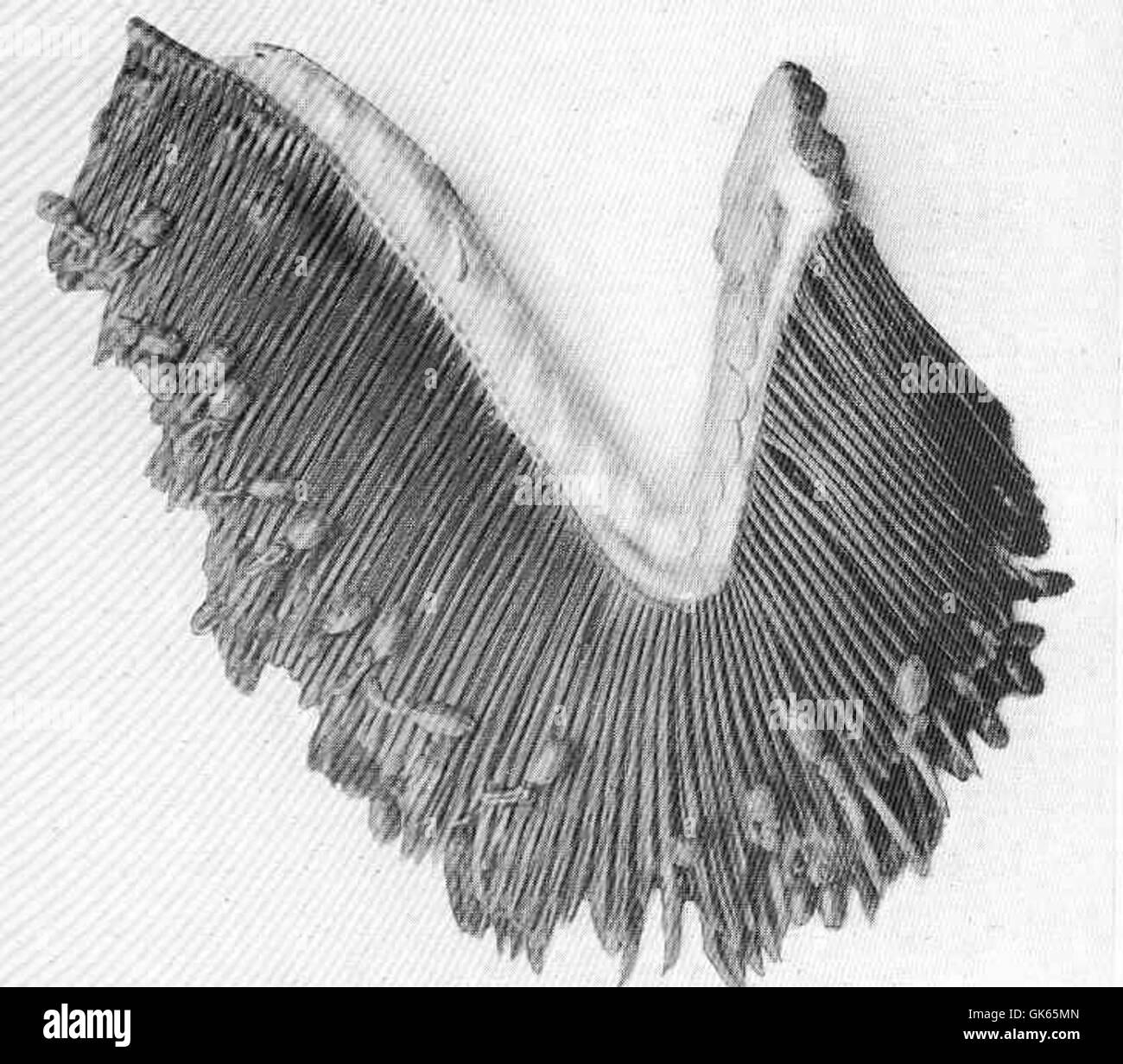 Un salmone di 20 libbre, dopo essere stato riprodotto e ripreso come pesce pulito, mostra segni di infestazione parassitaria sulle sue branchie, con i vermi che si nutrono del tessuto. Questa condizione può influenzare la salute e la sopravvivenza dei pesci. Foto Stock