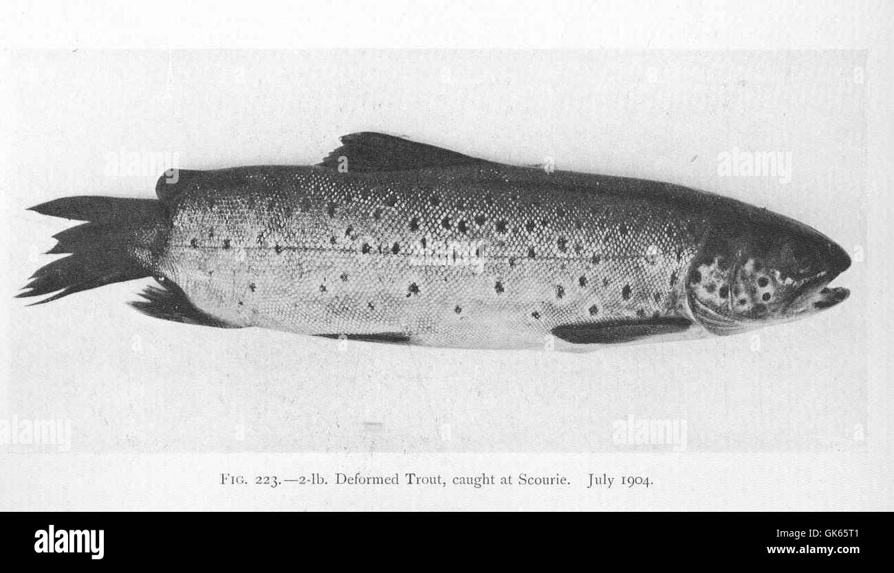 49699 2-lb deformato la trota pescata a Scourie Luglio 1904 Foto Stock