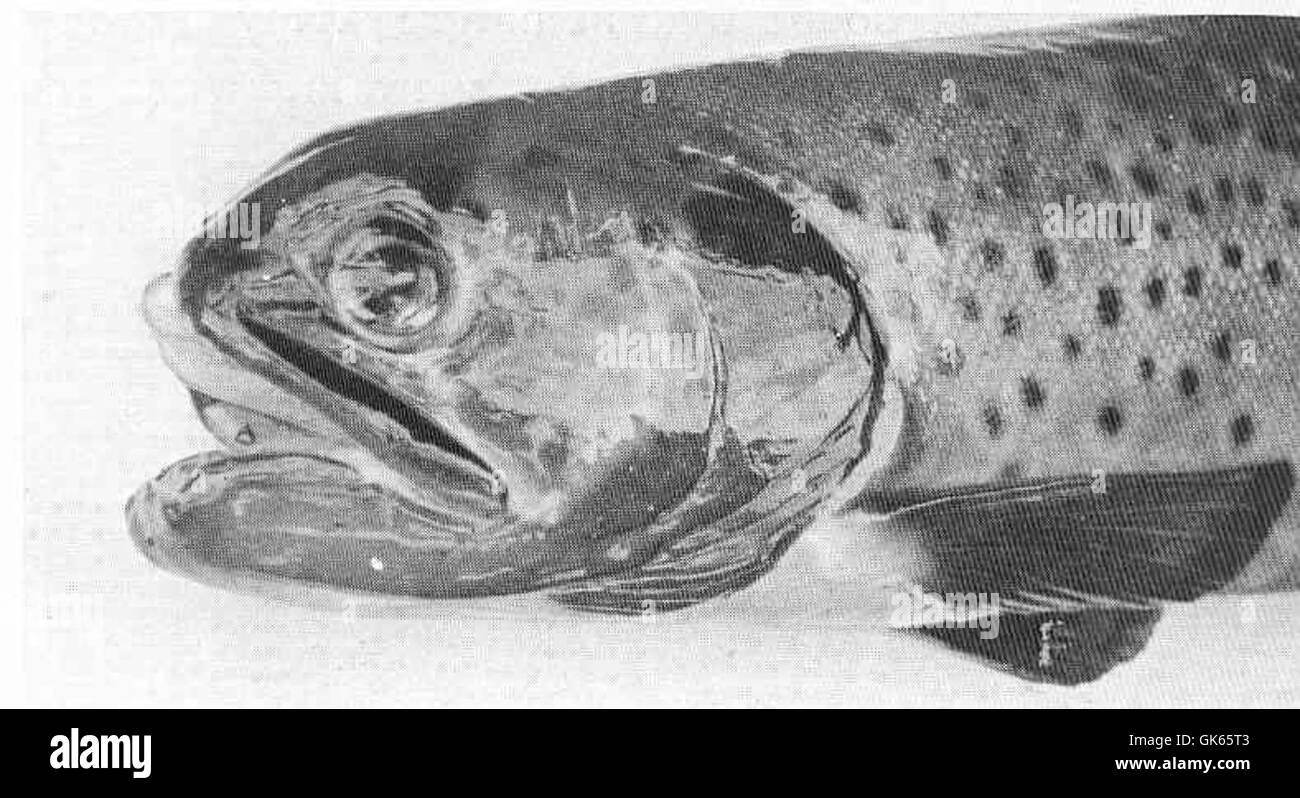 Una trota deformata da 2 libbre catturata a Loch Dupplin nel dicembre 1907, mostrando una insolita deformità fisica. Questo raro esemplare offre una visione dei fattori ambientali e genetici che possono influenzare la salute dei pesci. Foto Stock