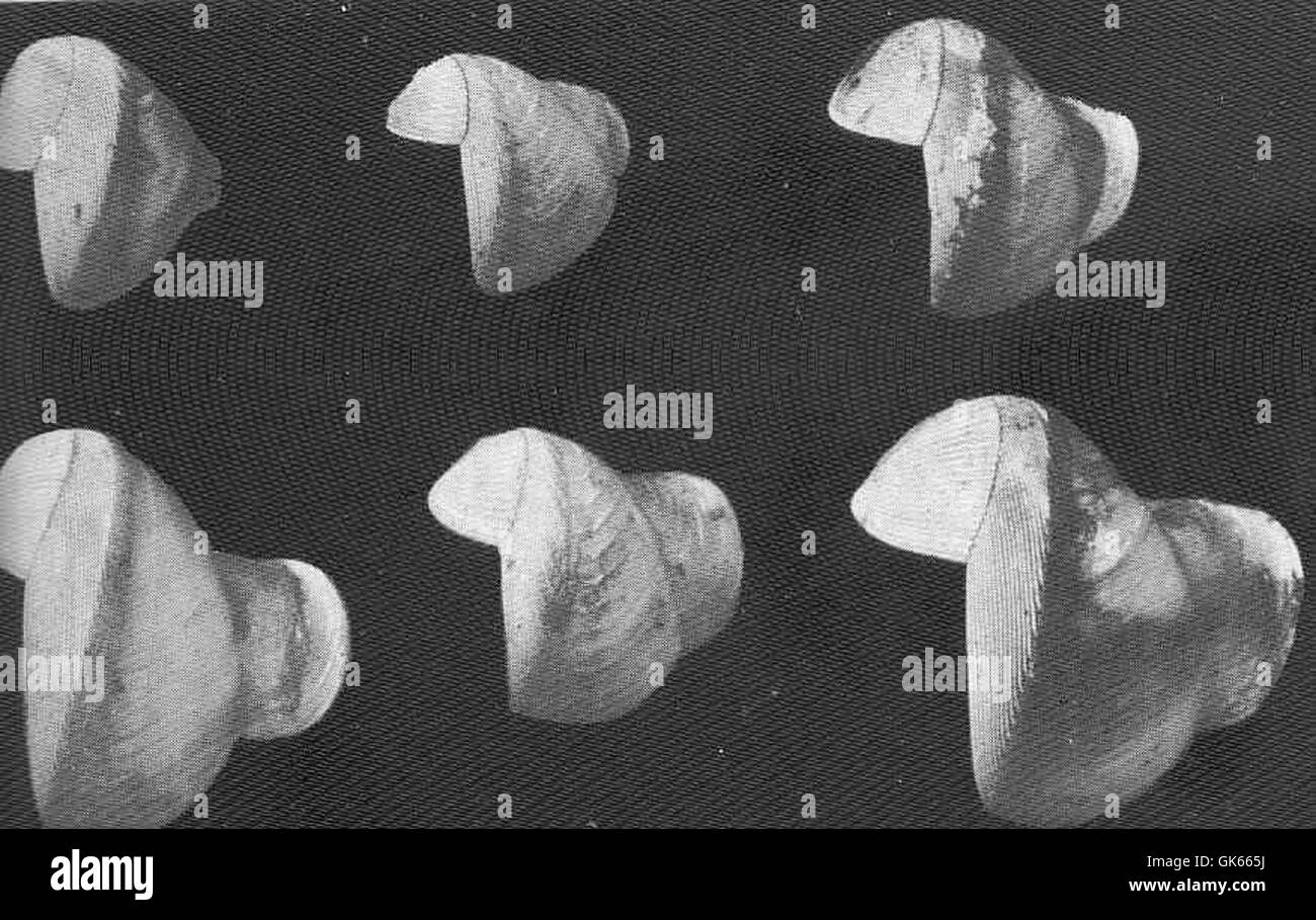 Il confronto di varietà estreme di conchiglie *Teredo navalis* evidenzia le differenze tra gli esemplari di Goat Island, Dumbarton e Crockett. Questa specie di molluschi, nota per essere noiosa nel legno, è un argomento importante negli studi marini e ambientali. Foto Stock