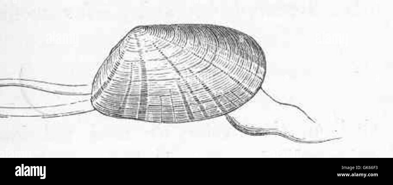 Il Donax trunculus, comunemente noto come guscio a cuneo, è una specie di vongole che si trova nelle acque costiere del Mediterraneo e dell'Atlantico orientale. È apprezzato per il suo guscio unico ed è oggetto comune di studi sui molluschi bivalvi. Foto Stock