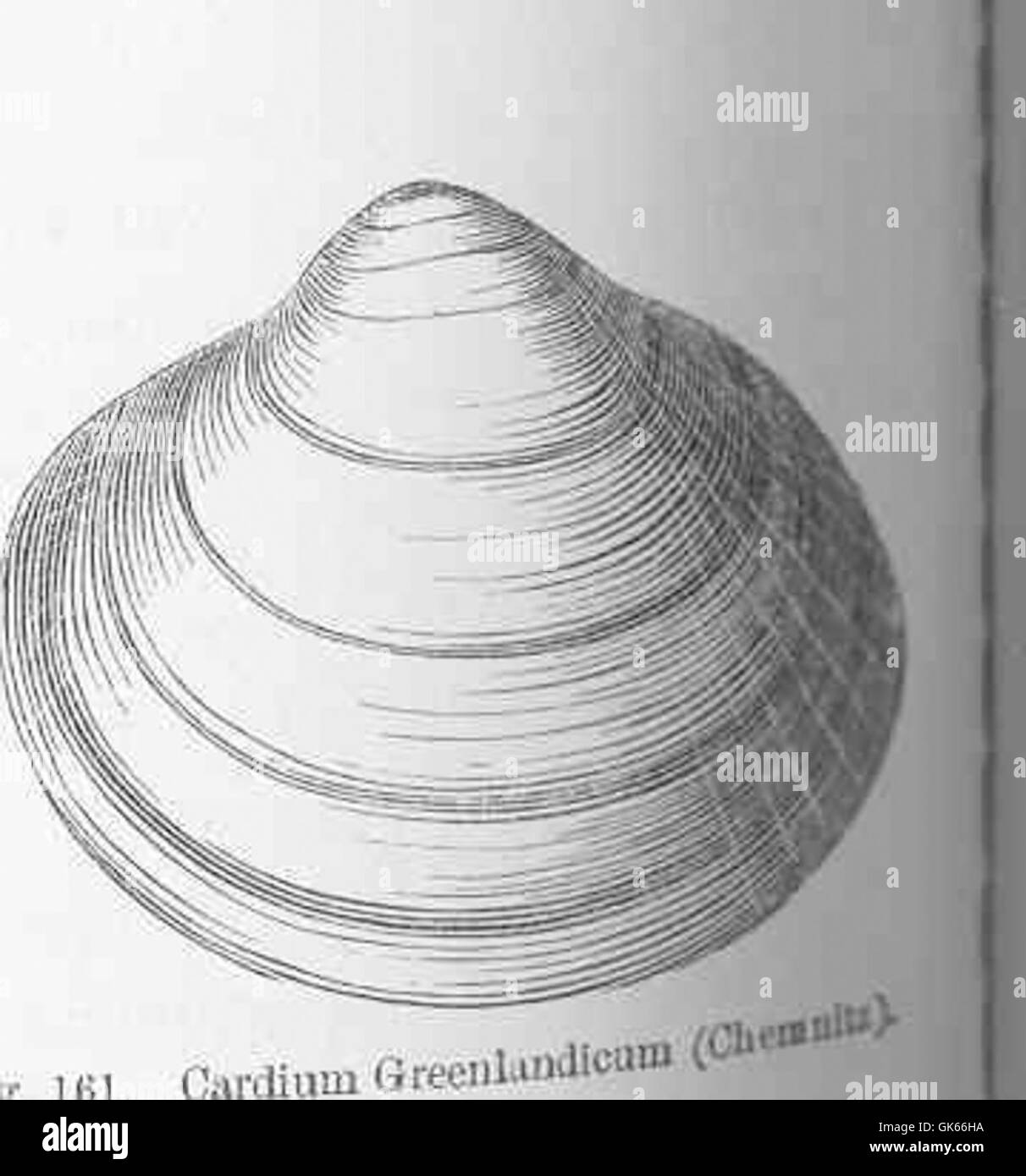 Il Cardium Greenlandicum, comunemente noto come coccodrillo della Groenlandia, è una specie di mollusco bivalvo che si trova nelle acque artiche. L'immagine mostra la struttura del guscio e le caratteristiche di questa specie, spesso studiata per il suo ruolo negli ecosistemi di acqua fredda e come specie indicatore per la salute ambientale. Foto Stock