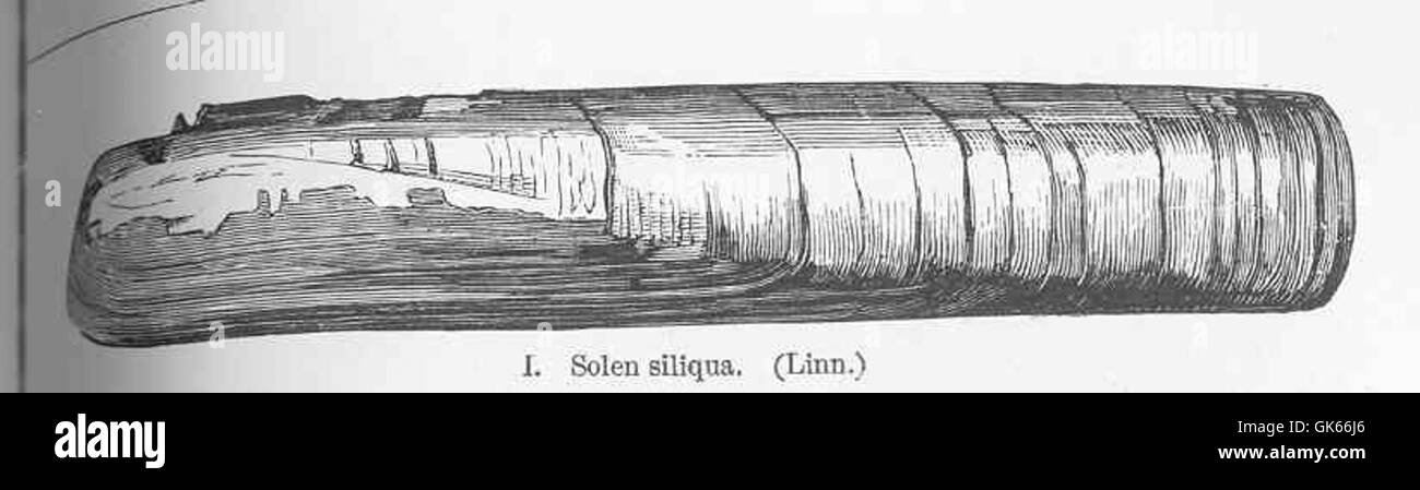 SOLEN siliqua, comunemente noto come guscio di rasoio comune, è una specie di mollusco marino che si trova sulle coste sabbiose e fangose. È noto per il suo guscio allungato, che assomiglia a una lama da rasoio. Foto Stock