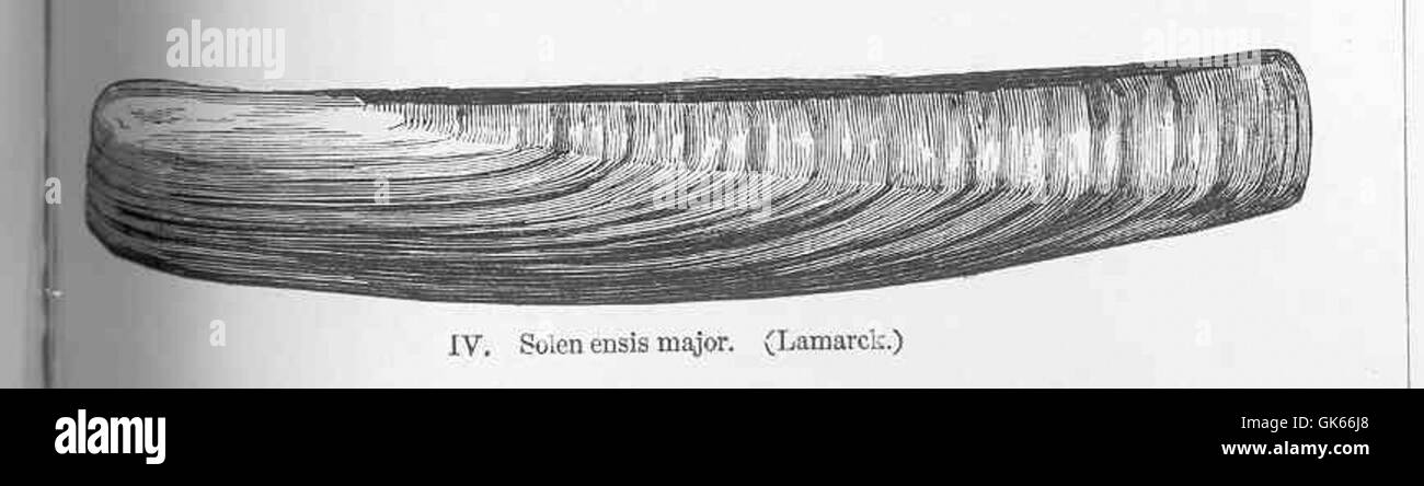 SOLEN ensis, comunemente noto come la vongola del rasoio, è una specie di vongole che si trova nelle sbarre di sabbia costiere. Questa specie è riconosciuta per il suo guscio lungo e stretto ed è spesso raccolta per il cibo. Le vongole del rasoio scendono nella sabbia soffice, rendendole difficili da catturare ma preziose per la pesca commerciale. Foto Stock