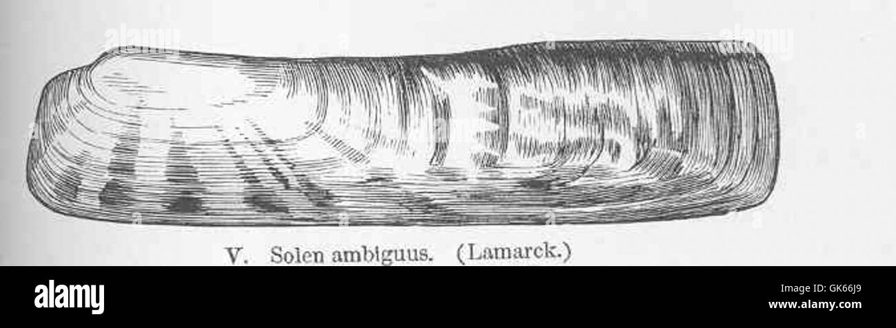 SOLEN ambiguns, una specie di vongole del rasoio, si trova in ambienti marini sabbiosi. Conosciuto per il suo guscio allungato e simmetrico, è comunemente presente nelle zone intertidali ed è raccolto sia per scopi commerciali che ricreativi. Foto Stock