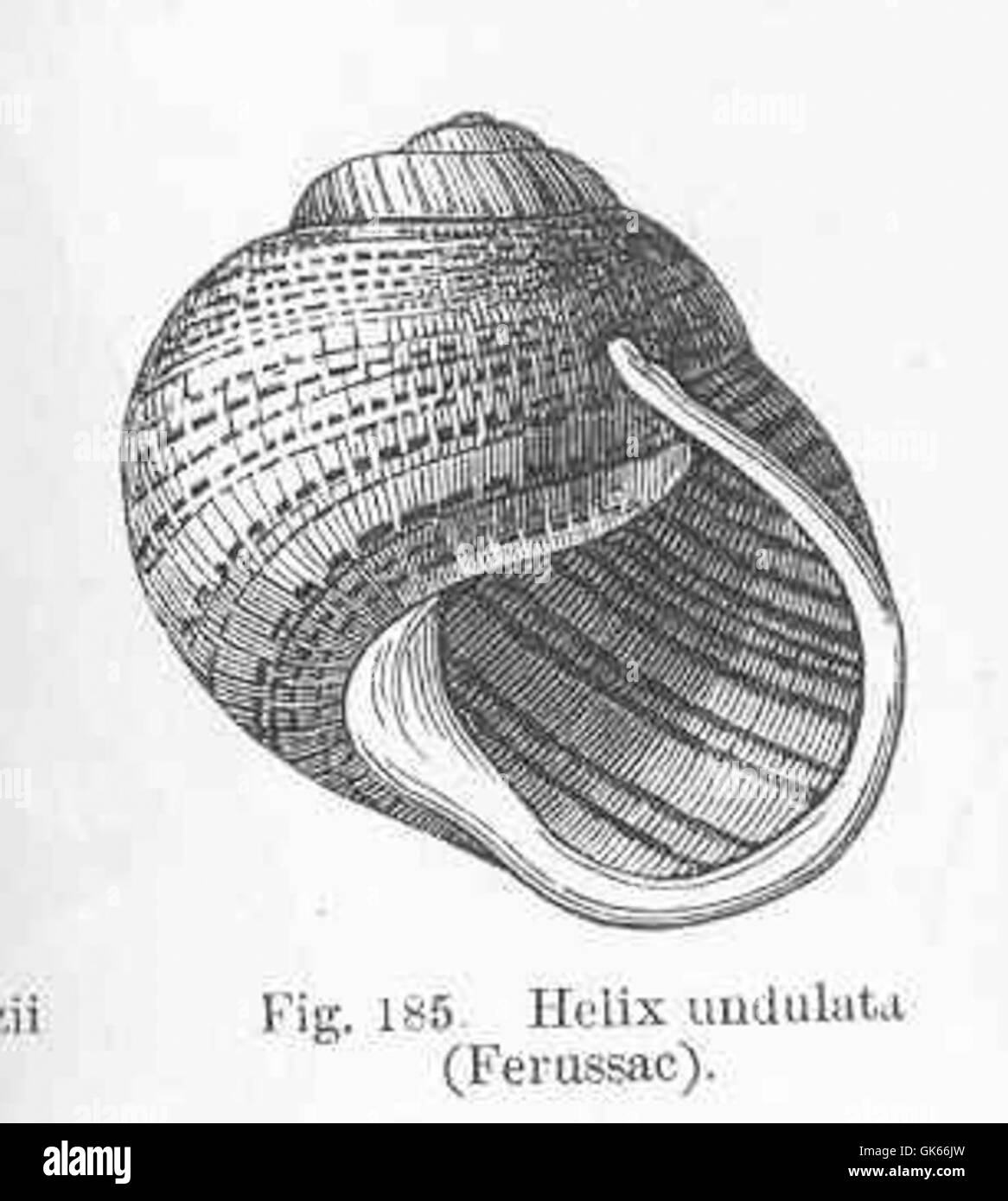 Helix undulata, una specie di lumaca di terra descritta da Ferussac, è nota per il suo caratteristico guscio a forma di spirale. Questa specie si trova comunemente negli habitat terrestri europei. Foto Stock