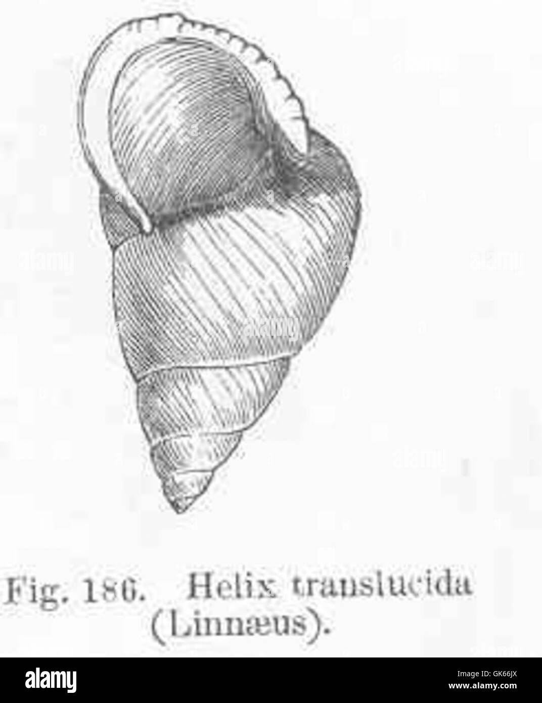 Helix transitucida, una specie di lumaca di terra descritta da Linneo, si trova comunemente nelle regioni temperate. È caratterizzato dal guscio avvolto e svolge un ruolo negli ecosistemi del suolo contribuendo alla decomposizione della materia organica. Foto Stock