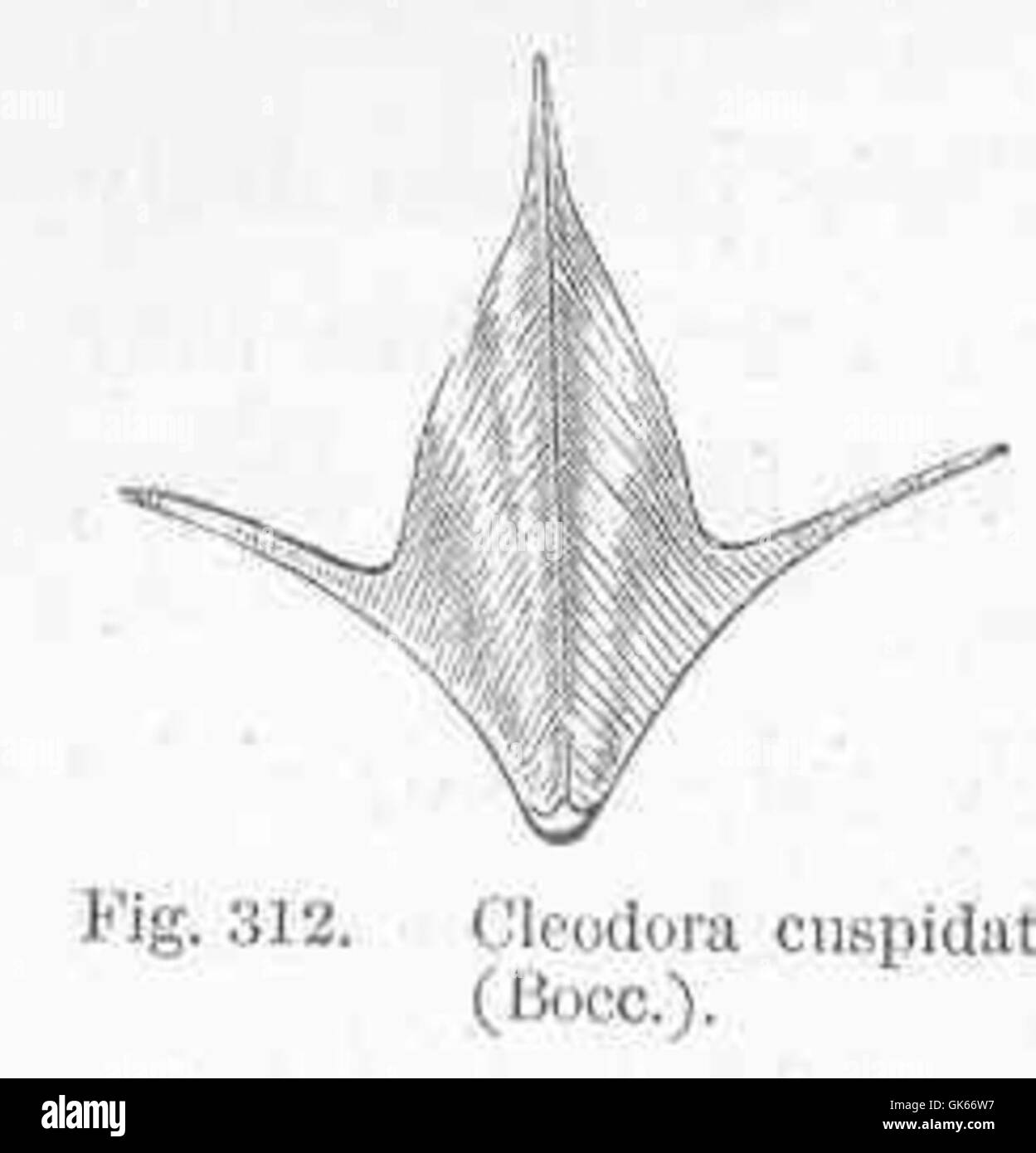 Cleodora euspidata, una specie di zooplancton marino, è caratterizzata dal suo corpo lungo e trasparente ed è una parte importante delle reti alimentari oceaniche. Foto Stock