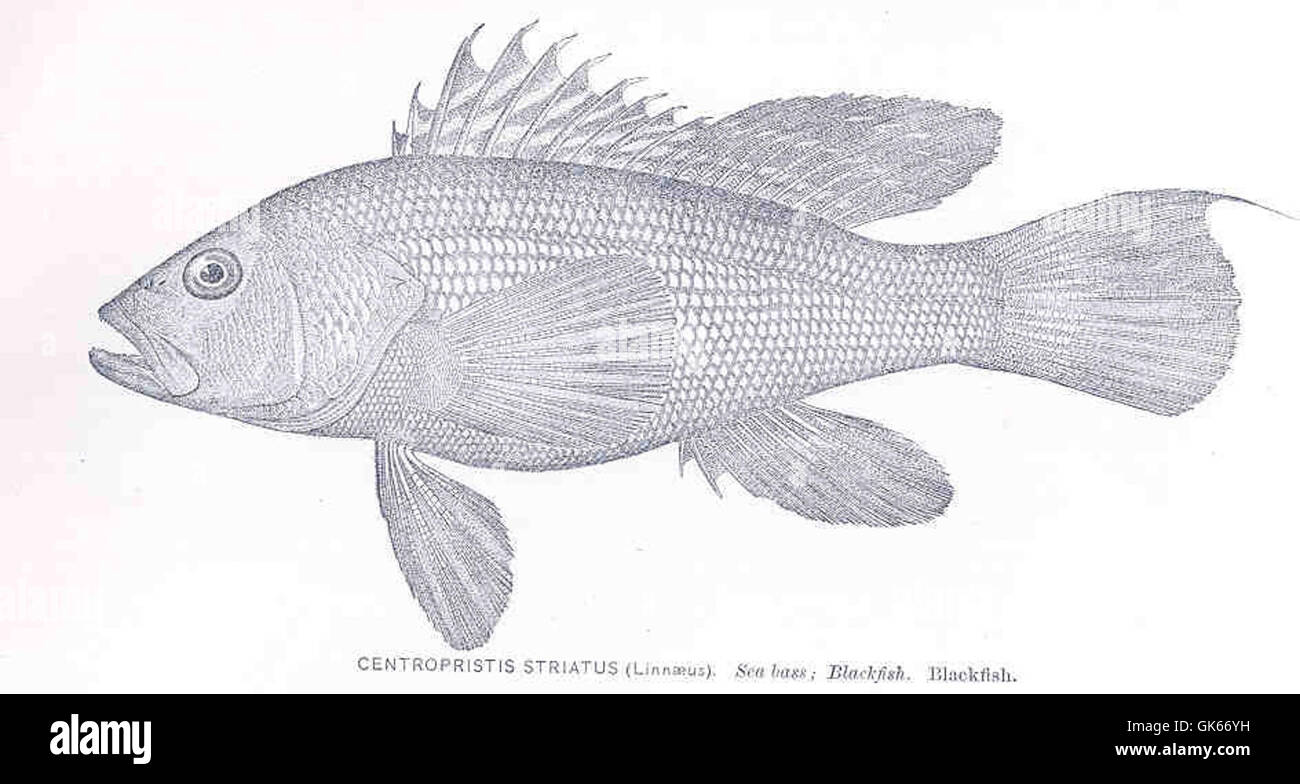 *Centropristis striatus*, noto anche come Blackfish o Sea Bass, è una specie popolare che si trova lungo la costa atlantica del Nord America. È apprezzato sia come fonte di cibo che come pesce sportivo. Foto Stock