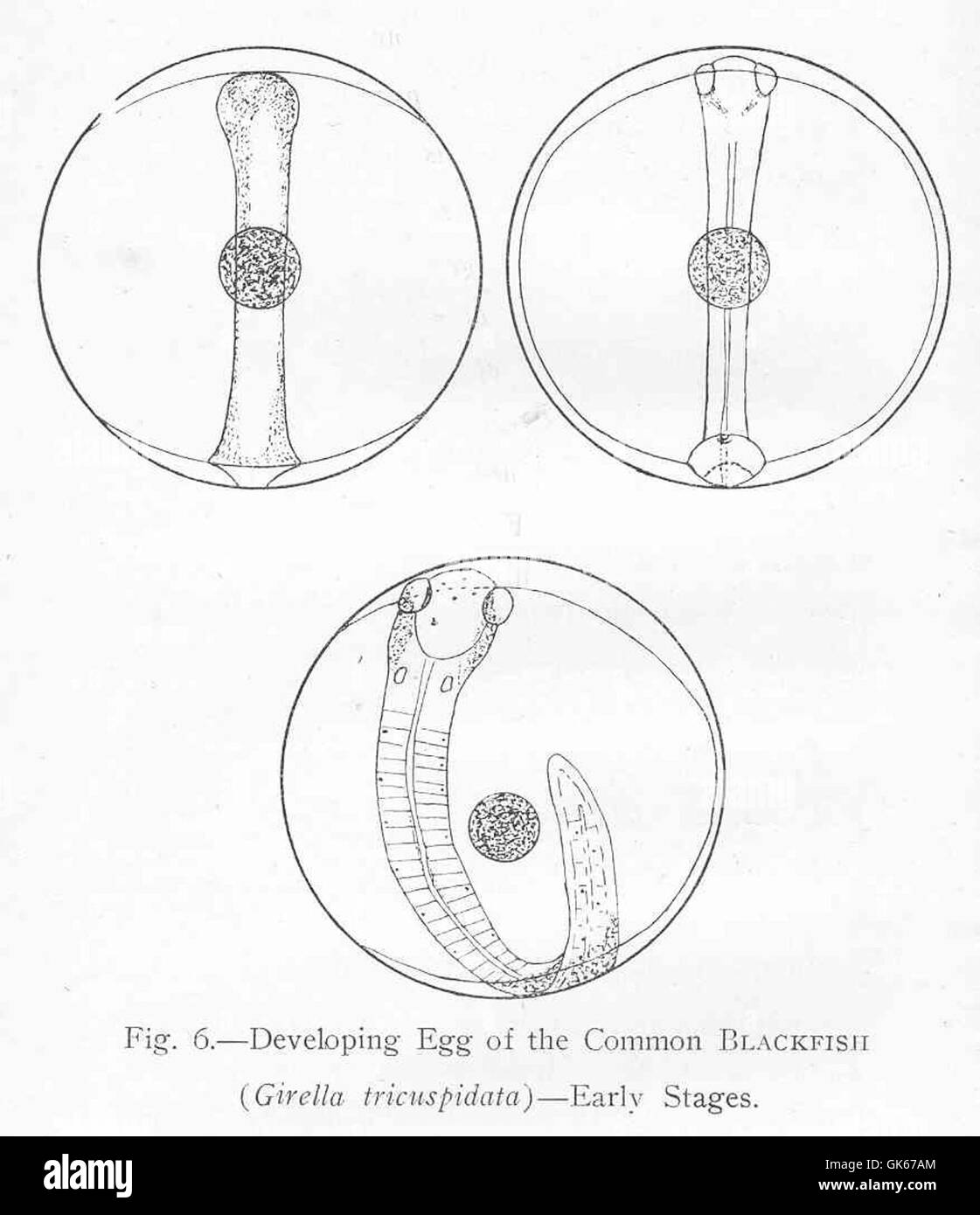 È mostrato lo sviluppo dell'uovo del pesce nero comune (*Girella tricuspidata*) nelle sue prime fasi. Questa specie di pesce si trova in ambienti marini ed è importante negli ecosistemi locali per il suo ruolo nella rete alimentare. Foto Stock