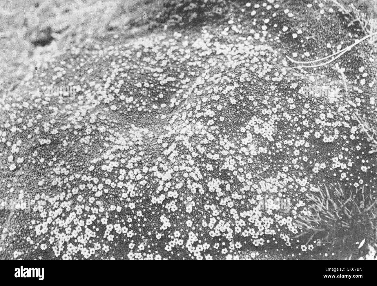 Una vista ravvicinata del cuscino di Phyllachus clavigera, una specie di piante nota per la sua densa abitudine di crescita e i numerosi fiori. Questa specie è originaria di regioni specifiche e svolge un ruolo negli ecosistemi locali. Foto Stock