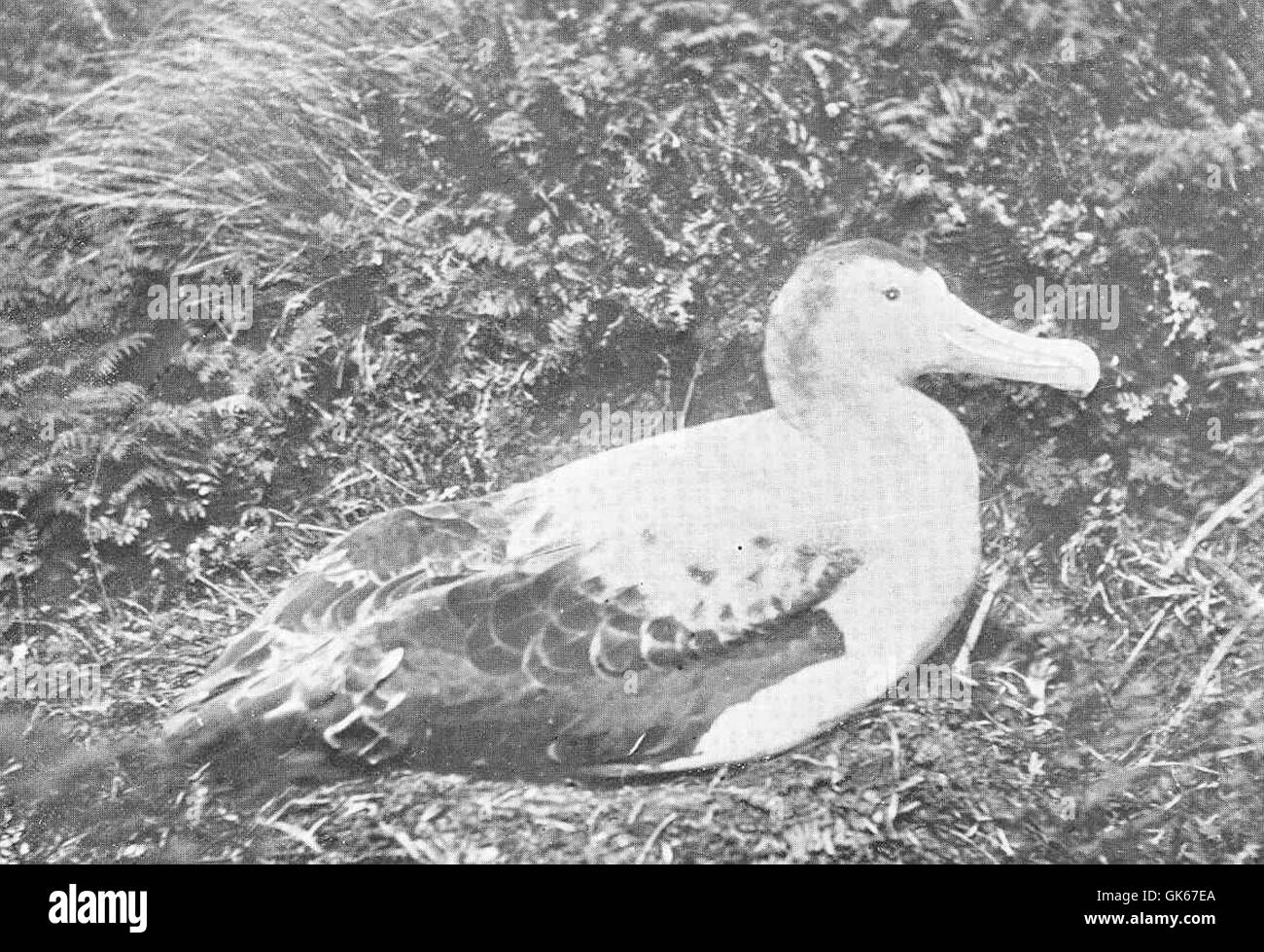 L'Albatross vagante (*Diomedea exulans*) e' conosciuto per la sua impressionante apertura alare, la piu' grande di qualsiasi uccello vivente. Questa immagine ne cattura uno sul suo nido sull'isola di Antipodes, un luogo remoto nell'Oceano meridionale. Foto Stock