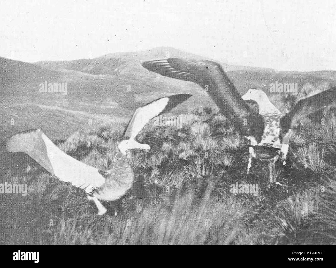 Gli albatri vaganti (Diomedea exulans), noti per la loro grande apertura alare, vengono catturati durante i loro rituali di accoppiamento sull'isola Antipode. Questa specie è conosciuta per i suoi lunghi modelli migratori e lo stile di vita oceanico. Foto Stock