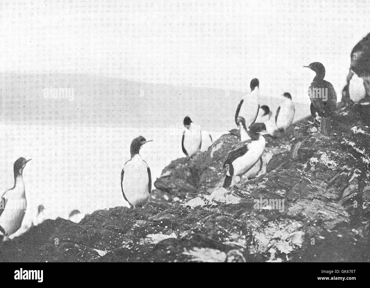 50786 Gruppo di Shags (Phalacrocorax colensoi), isole di Auckland Foto Stock