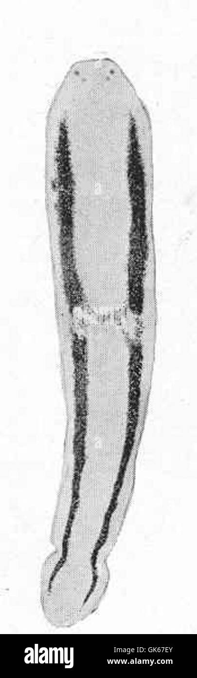 Geonemeries spirospermia è una specie di nematode, un tipo di verme rotonde. Questa specie si trova in ambienti marini e svolge un ruolo negli ecosistemi marini come microbivoro, alimentandosi con materia organica. Foto Stock