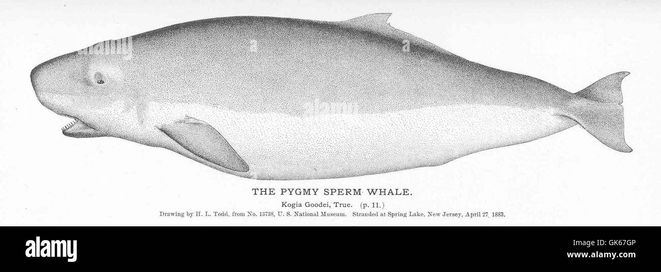 Lo sperma pigmeo (*Kogia breviceps*) è una piccola specie di balena che si trova in acque profonde. Conosciuta per le sue dimensioni compatte e le sue caratteristiche uniche, questa balena è raramente vista in natura, in genere residente nell'oceano aperto. Foto Stock