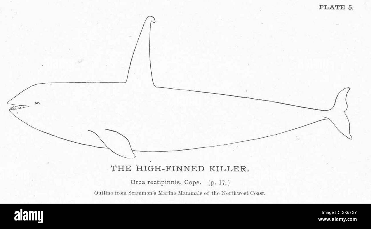 Un'immagine del Killer dalle alture alte, probabilmente riferita a una specie nota per la sua caratteristica struttura delle pinne. Può riferirsi a un particolare pesce o animale marino con pinne notevoli. Foto Stock