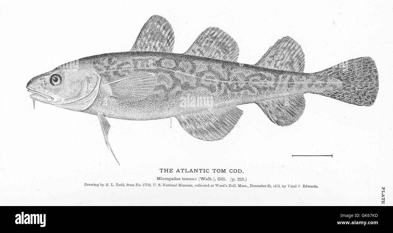 L'Atlantic Tom Cod è una specie di pesci che si trova lungo la costa atlantica del Nord America. È riconosciuta per le sue piccole dimensioni e il suo significato nelle industrie locali della pesca, in particolare nel nord-est degli Stati Uniti Foto Stock
