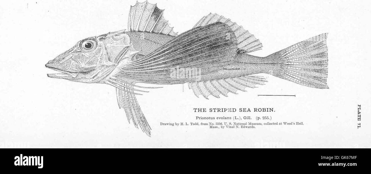 Il Striped Sea Robin, una specie di pesci, riconosciuta per il suo aspetto distintivo con motivi a strisce e pinne simili ad ali. È originaria della costa atlantica ed è conosciuta per il suo comportamento e il suo habitat unici. Foto Stock