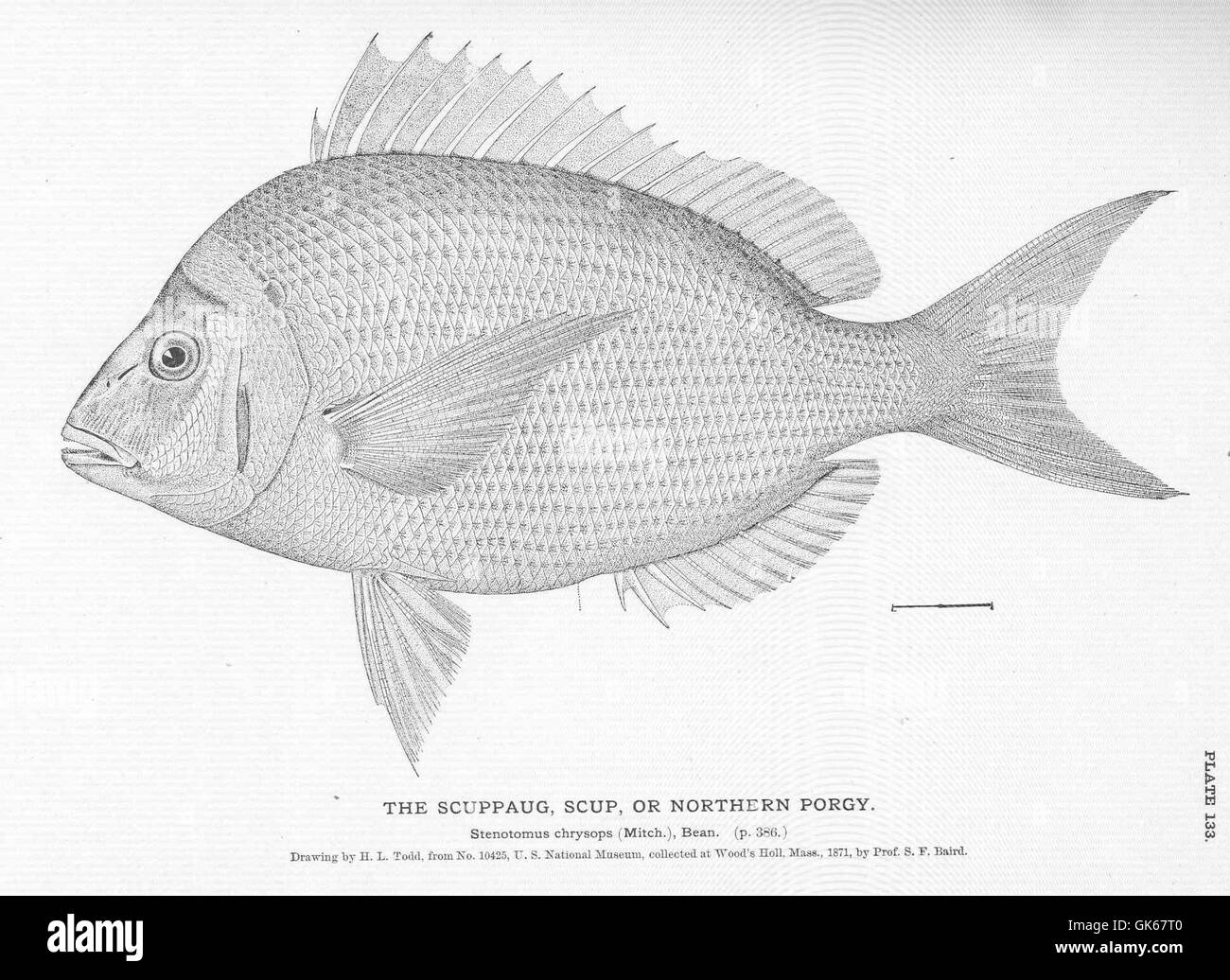 Lo Scup, noto anche come porgy settentrionale, è un piccolo pesce che si trova lungo la costa atlantica del Nord America. Si trova comunemente in acque poco profonde, dove si nutre di piccoli invertebrati e piante. Foto Stock