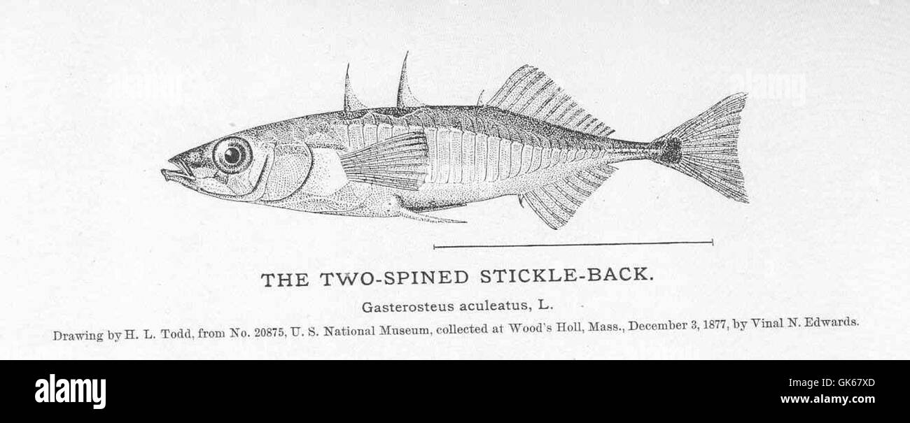 Lo Stickleback a due spinte, una piccola specie di pesci che si trova in acque dolci e salmastre, è noto per le sue due spine prominenti e il comportamento territoriale aggressivo. Si trova comunemente nelle acque europee e nordamericane. Foto Stock