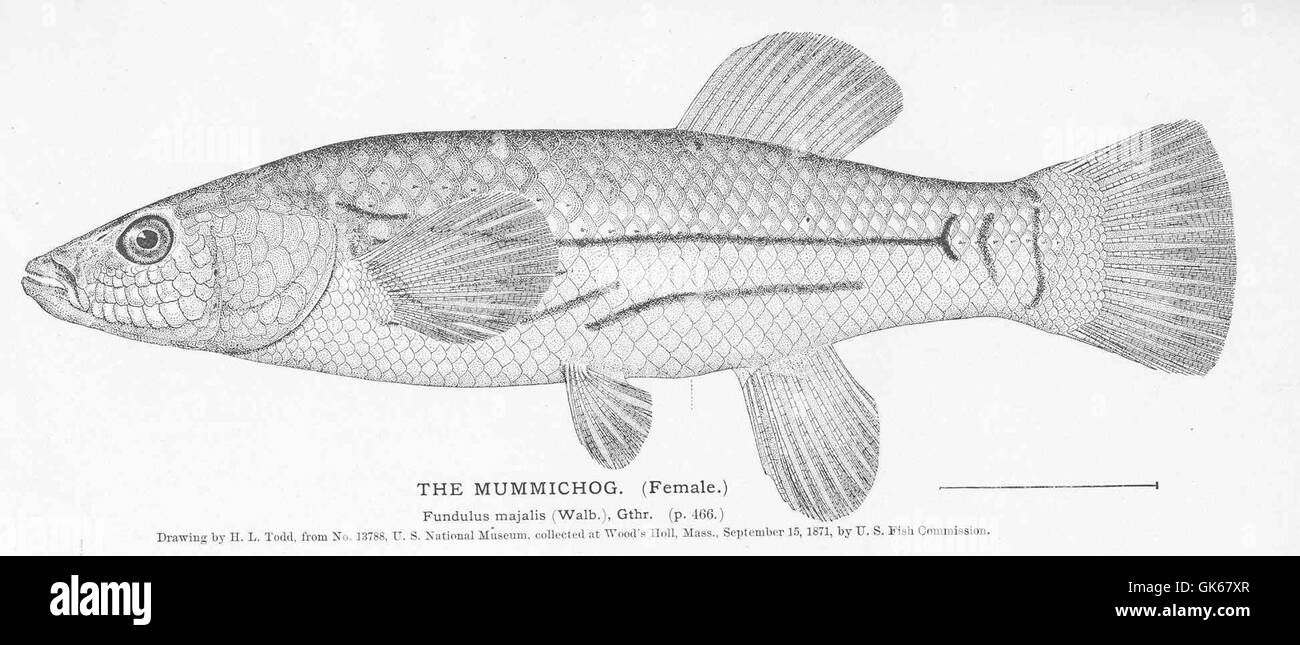 La femmina Mummichog (Fundulus heteroclitus) è un piccolo e robusto pesce che si trova in acque salmastre lungo la costa atlantica. Nota per la sua capacità di prosperare in ambienti diversi, svolge un ruolo importante negli ecosistemi locali. Foto Stock