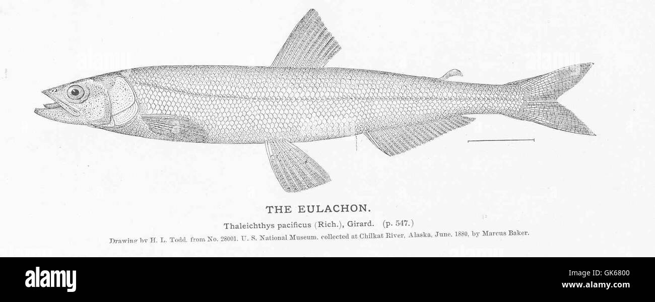 L'Eulachon (Thaleichthys pacificus), noto anche come Candlefish, è una piccola specie di salmone del Pacifico. Svolge un ruolo importante nella catena alimentare, migrando in gran numero per la riproduzione lungo la costa nord-occidentale del Pacifico. Foto Stock