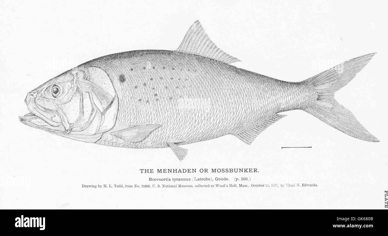 Il menhaden, noto anche come Mossbunker, è un piccolo pesce oleoso che si trova lungo la costa atlantica. Svolge un ruolo importante negli ecosistemi marini come fonte di cibo per le specie predatorie più grandi. Foto Stock