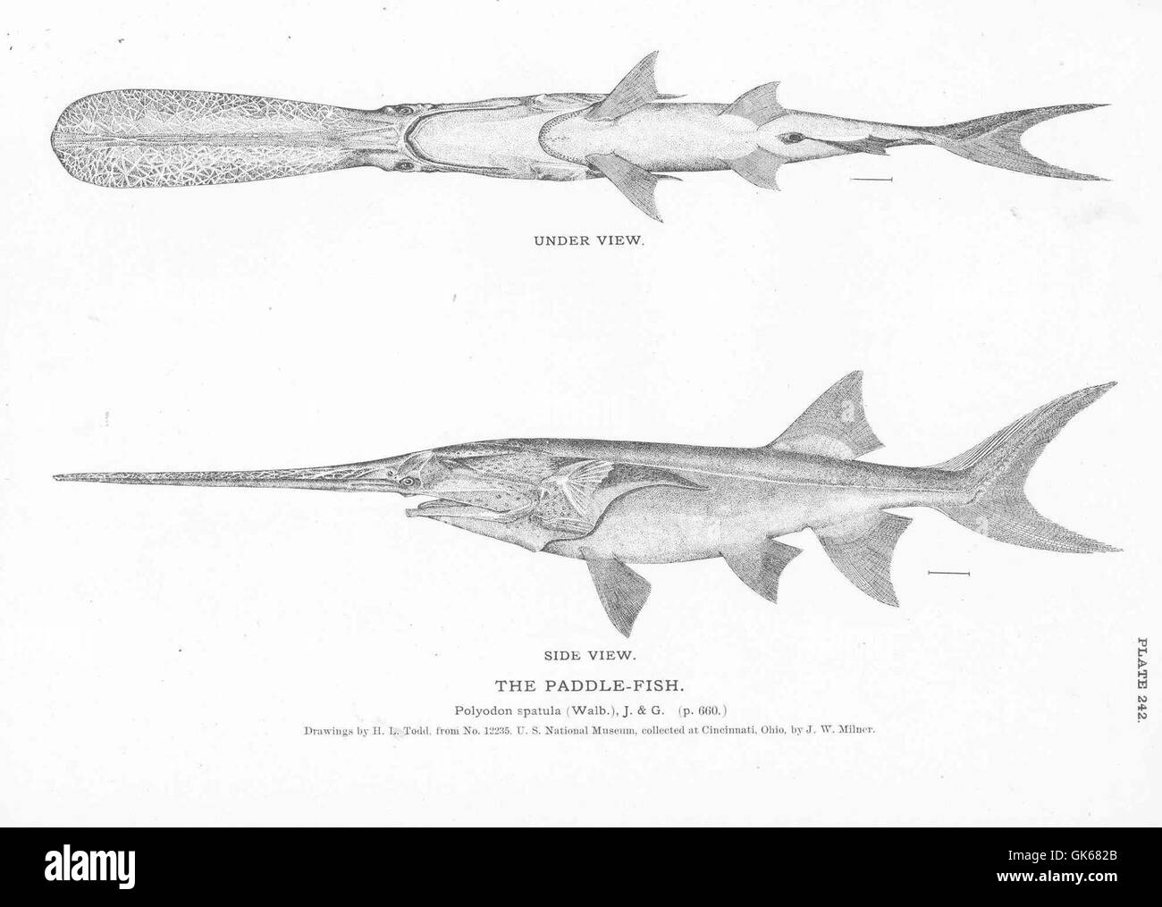 I pesci pagaioli sono grandi pesci d'acqua dolce noti per le loro lunghe snout simili a pagaie. Sono originari di fiumi e laghi del Nord America, in particolare del bacino del fiume Mississippi. Questi pesci sono importanti per il loro ruolo negli ecosistemi acquatici e come oggetto di ricerca nel settore della pesca. Foto Stock