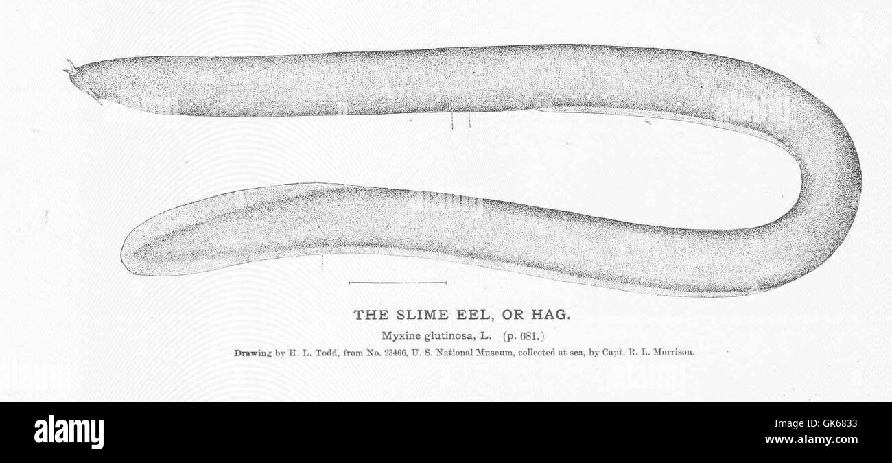 L'anguilla melmosa, nota anche come pesce, è un invertebrato marino che produce melma come meccanismo di difesa. Si trova in ambienti di acque profonde ed è conosciuta per le sue abitudini di recupero, che si nutrono di animali marini morti e in decomposizione. Foto Stock