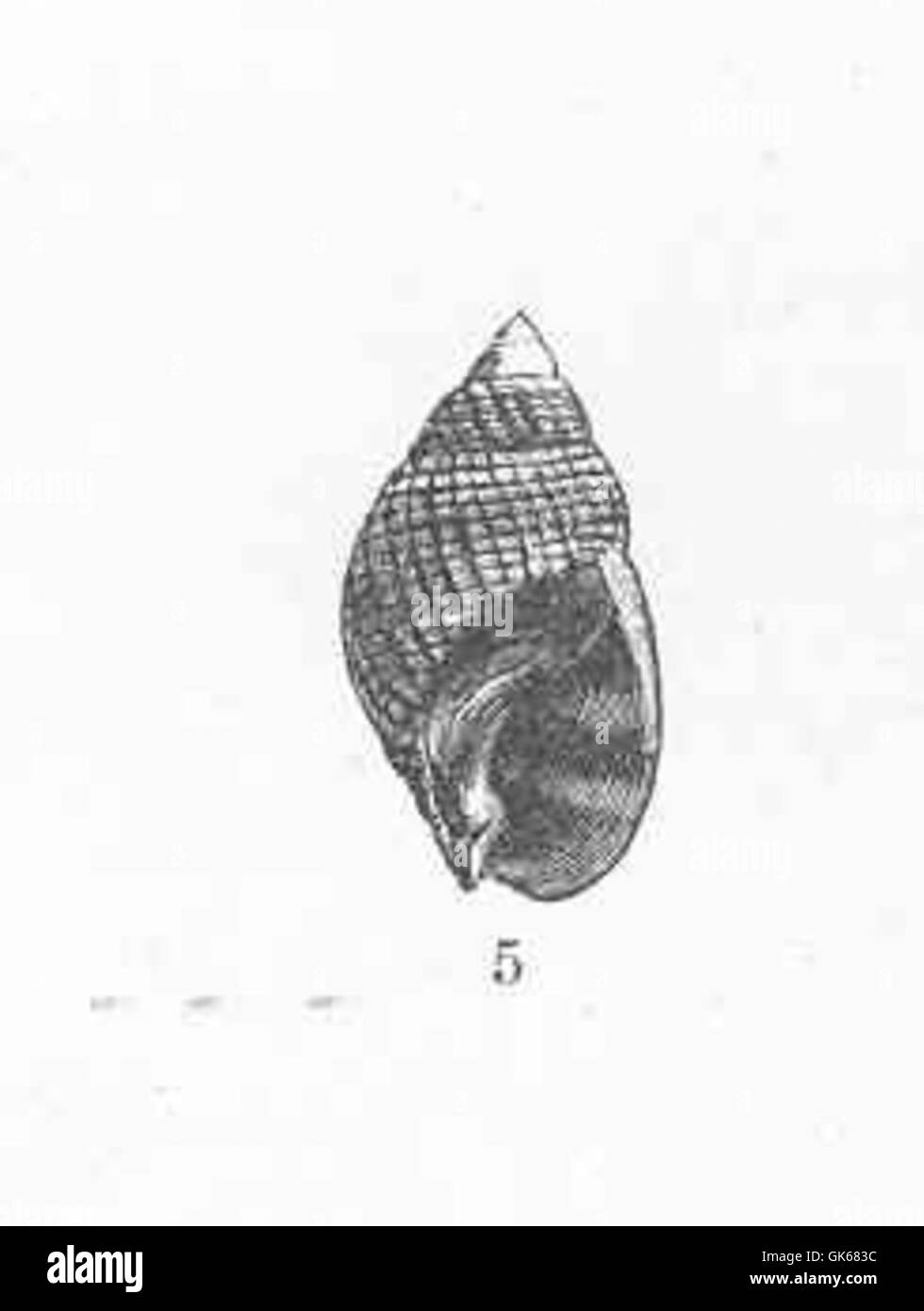 Ilyanassa obsoleta è una specie di lumaca di fango che si trova lungo la costa atlantica del Nord America. Queste lumache si trovano in genere nelle zone intertidali, dove svolgono un importante ruolo ecologico nella rete alimentare locale. Foto Stock