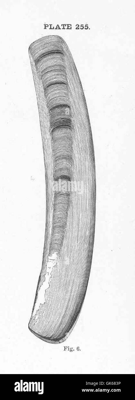 Ensatella americana, comunemente nota come Razor Clam, è una specie di vongole che si trova in ambienti costieri sabbiosi. È notevole per la sua lunga e sottile conchiglia, che assomiglia a un rasoio, e svolge un ruolo nell'ecosistema filtrando l'acqua e fornendo cibo ad altre specie. Foto Stock