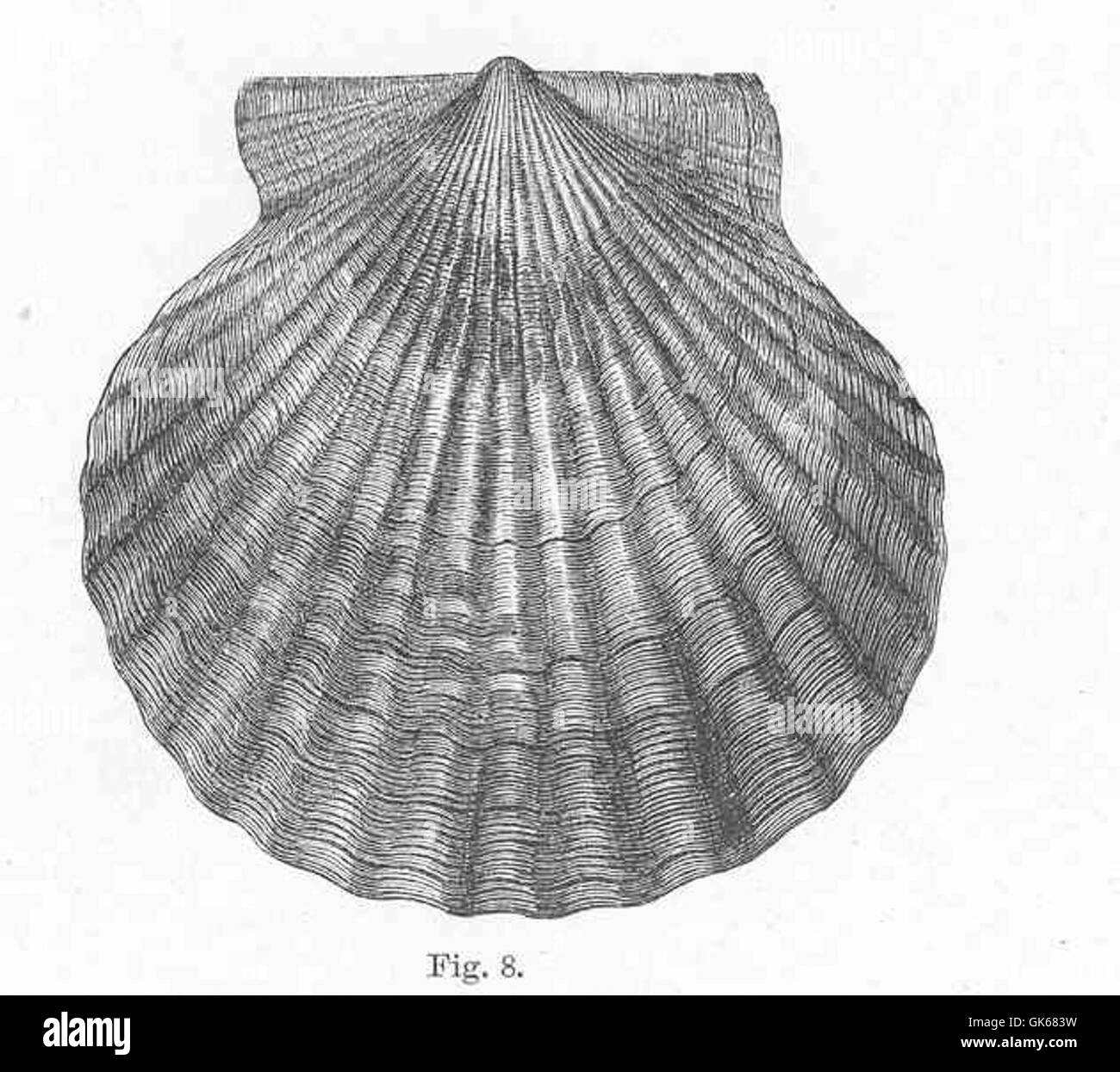 Il *Pecten irradians*, comunemente noto come capesante della baia atlantica, è una specie di capesante che si trova lungo la costa orientale del Nord America. È noto per la sua carne preziosa e il suo ruolo negli ecosistemi costieri. Foto Stock