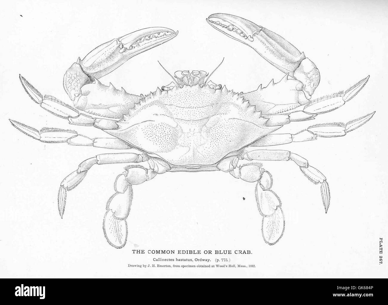 Il comune granchio commestibile o granchio azzurro è una specie marina ampiamente diffusa che si trova lungo le coste dell'Atlantico e del Golfo. È noto per il suo valore culinario e il suo ruolo ecologico negli ecosistemi costieri. Foto Stock