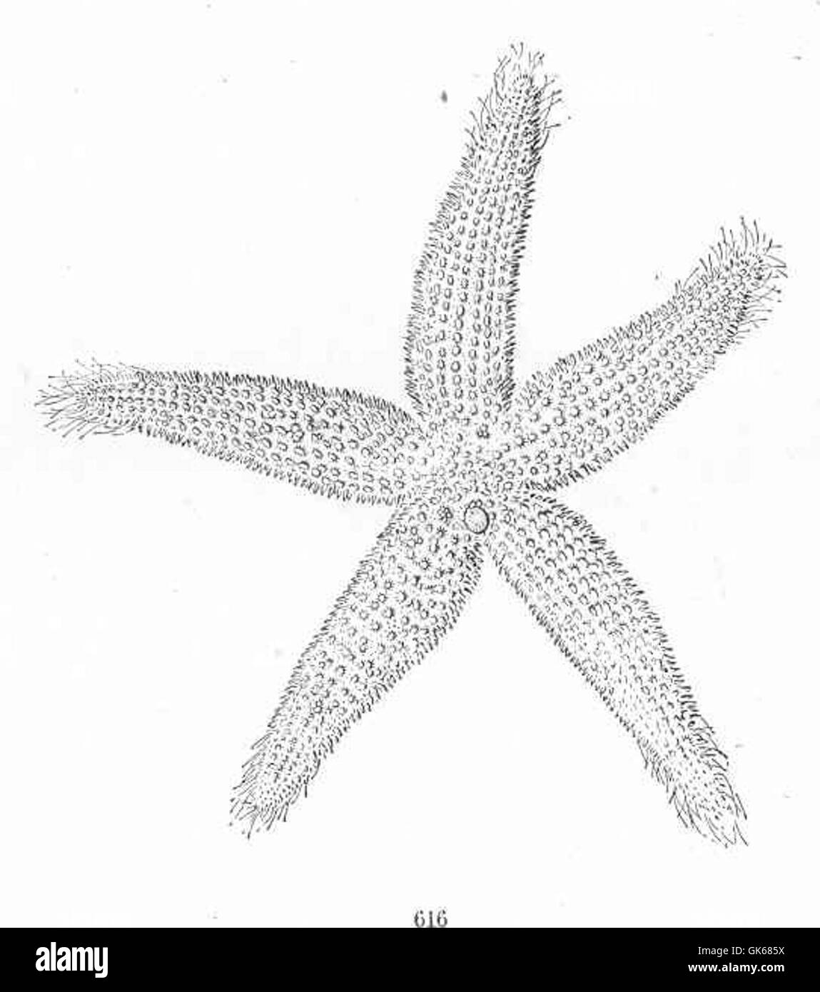 Asterias forbesii, comunemente nota come stella marina a cinque dita, si trova lungo la costa atlantica. Il suo aspetto unico e le sue capacità rigenerative lo rendono una specie notevole negli ecosistemi marini. Foto Stock