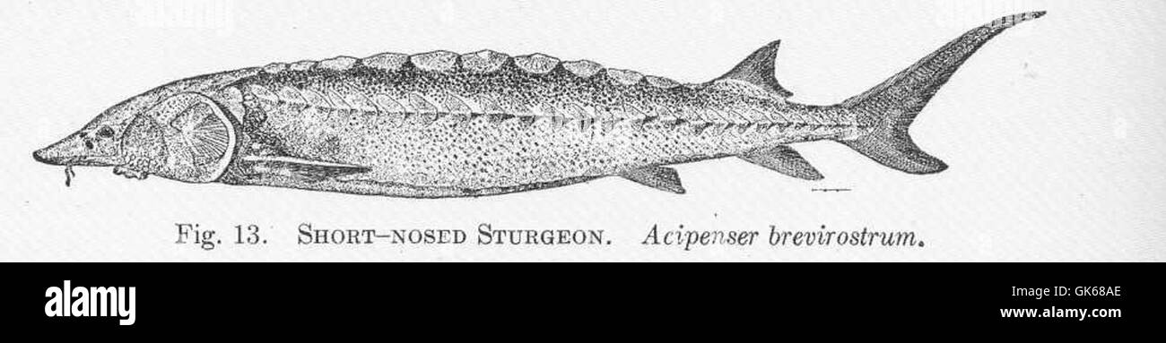 Lo Sturgeon dal naso corto, Acipenser brevirostrum, è una specie a rischio critico originaria degli Stati Uniti orientali. Presente principalmente nei fiumi lungo la costa atlantica, questa specie è nota per il suo muso caratteristico ed è vitale per comprendere l'ecologia degli ecosistemi fluviali. Foto Stock