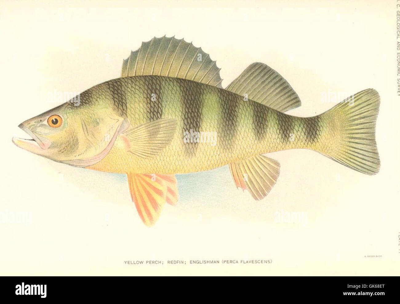 51443 giallo Pesce persico; Redfin; inglese (Perce flavescens) Foto Stock