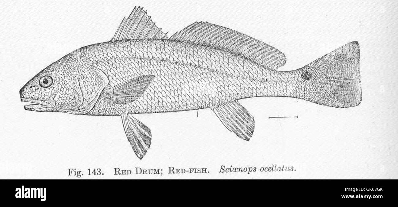 Lo Sciaenops ocellatus, comunemente noto come tamburo rosso o scorfano, è una specie che si trova nel Golfo del Messico e lungo la costa atlantica. È apprezzato nella pesca ricreativa per la sua forza e le sue grandi dimensioni. Foto Stock