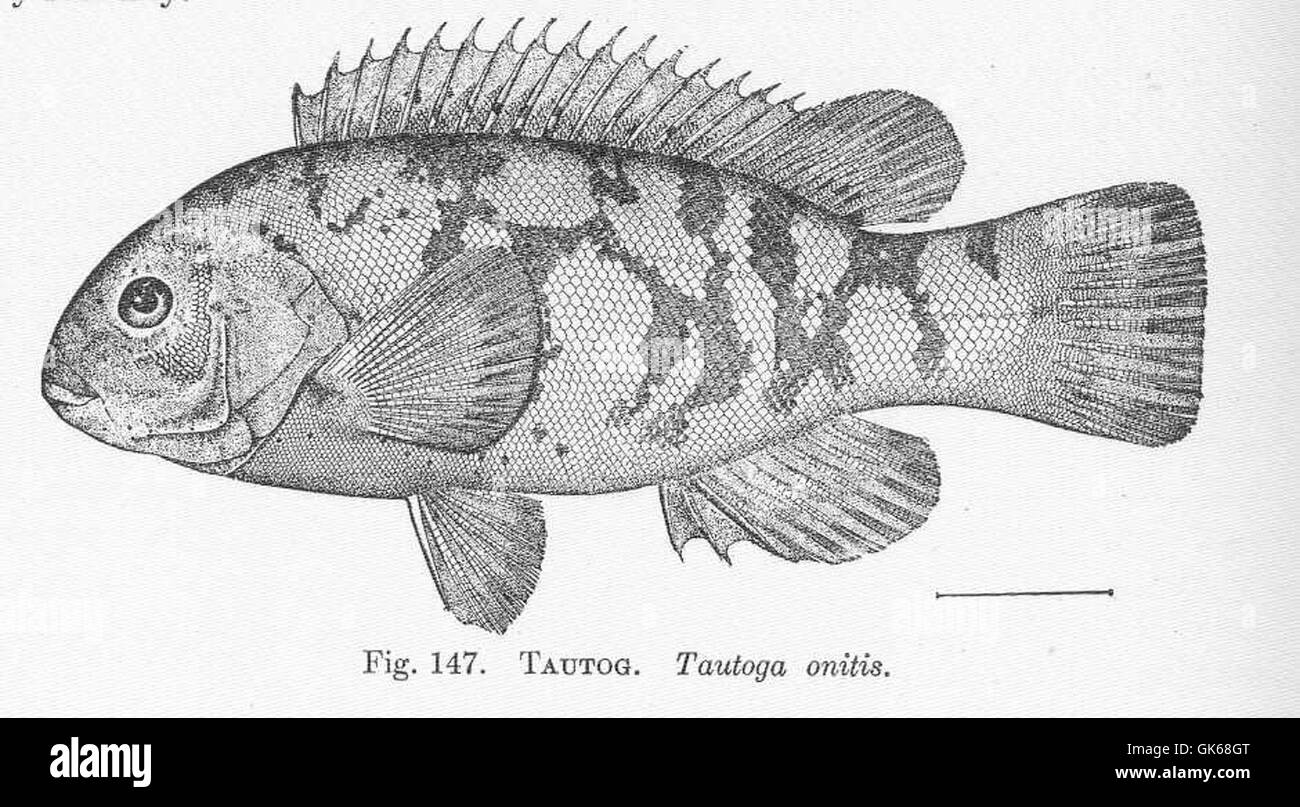 Tautog (Tautoga omitis), una specie ittica che si trova lungo la costa atlantica del Nord America. Noto per il suo corpo robusto e la mascella resistente, è spesso destinato alla pesca ricreativa e apprezzato per la sua carne. Foto Stock